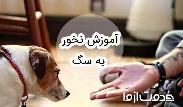 آموزش نخور به سگ